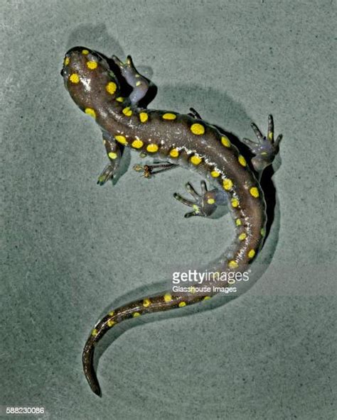 126 Yellow Spotted Lizards Stock Photos & High.